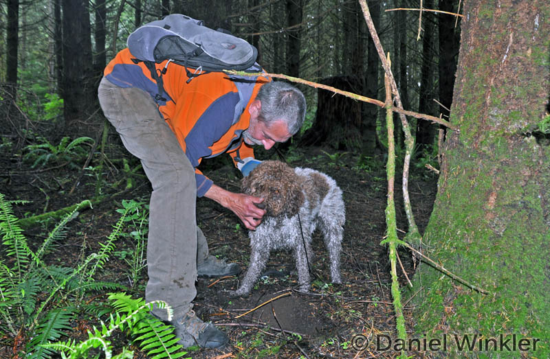 Truffles in the Pacific Northwest Mushroaming Daniel Winkler's